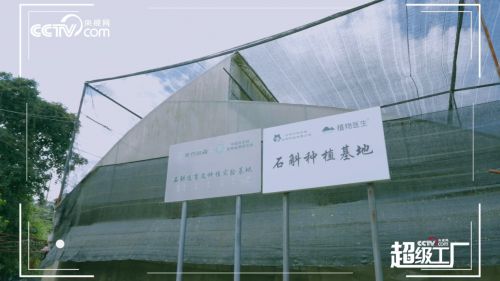 走进植物医生超级工厂 央视网解密高山植物与现代生物科技的完美融合